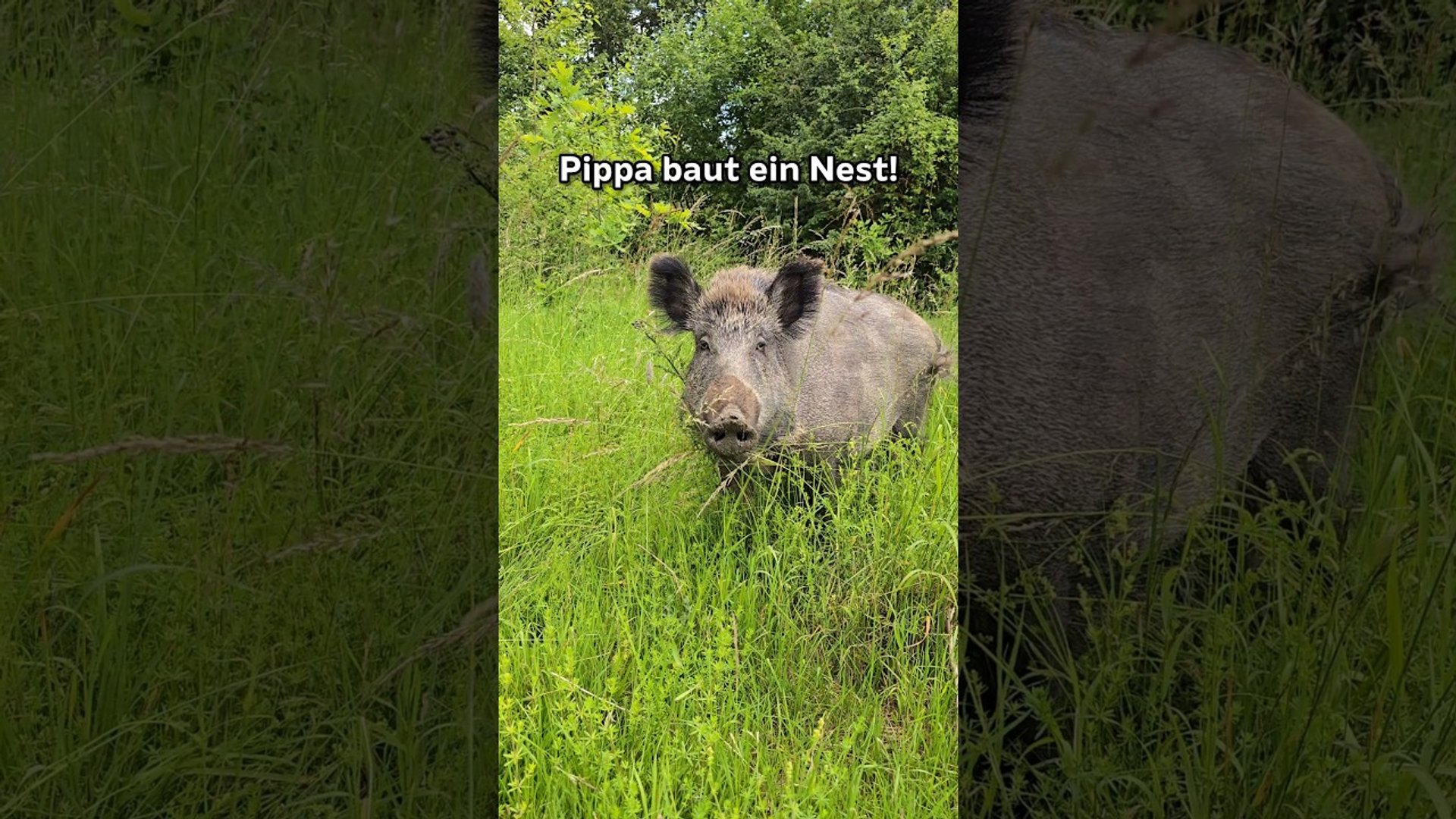 Nestbau mit Wildschwein Pippa 🐗