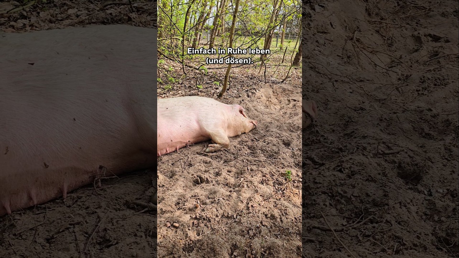 Tiere einfach in Ruhe lassen